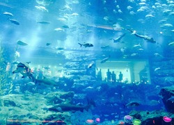 Normal_aquarium__dierentuin__vissen