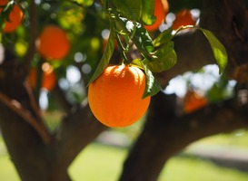 Normal_fruitboom__sinaasappelboom__natuur