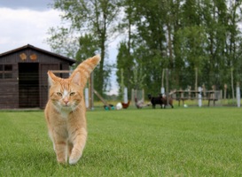 Normal_ginger-cat-walking-towards-the-camera-the-farm-in-2021-08-30-05-45-57-utc